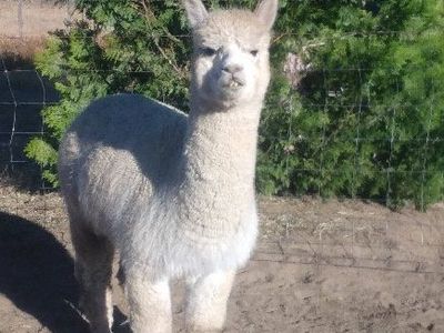 Massive herd reduction sale !