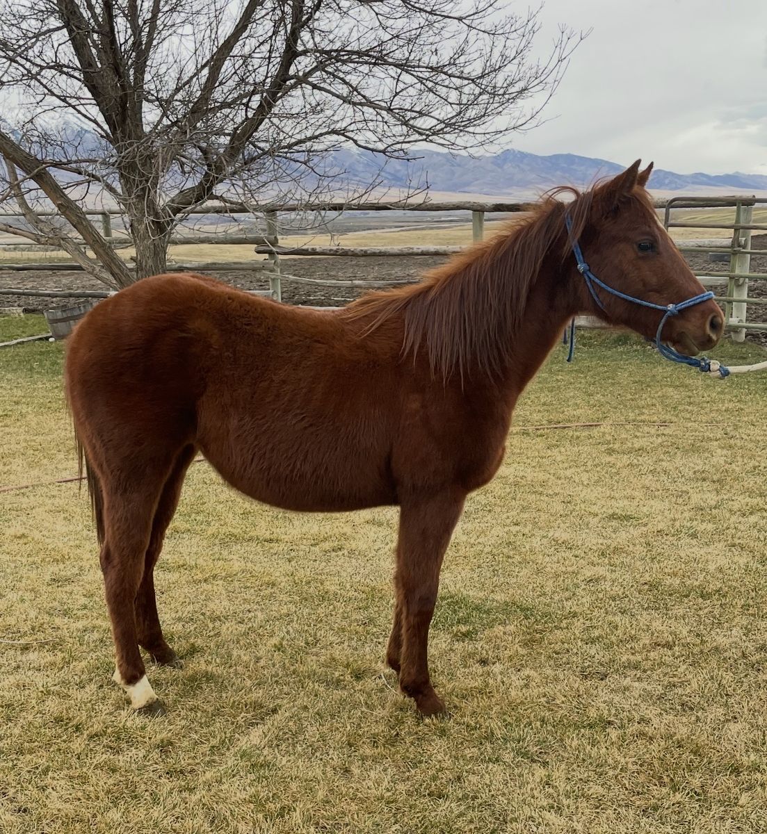 2024 AQHA Filly