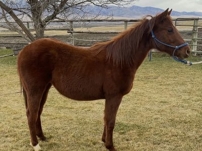 2024 AQHA Filly