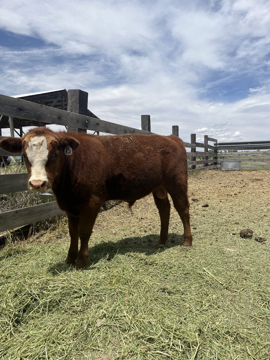 Simmental Red Angus Mix Bull