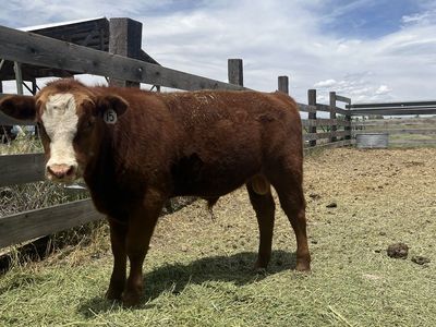 Simmental Red Angus Mix Bull
