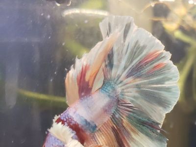 Beautiful Multi-Color Elephant ears Betta Fish - Vibrant & Healthy Live Freshwater Fish