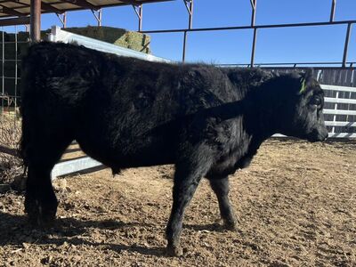 Angus Bull For Sale