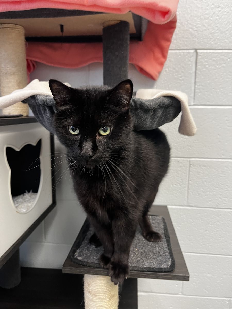 A164178, Yoshi is Available for Adoption