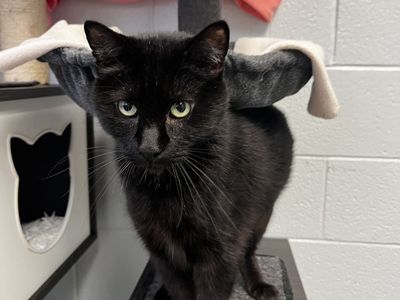 A164178, Yoshi is Available for Adoption