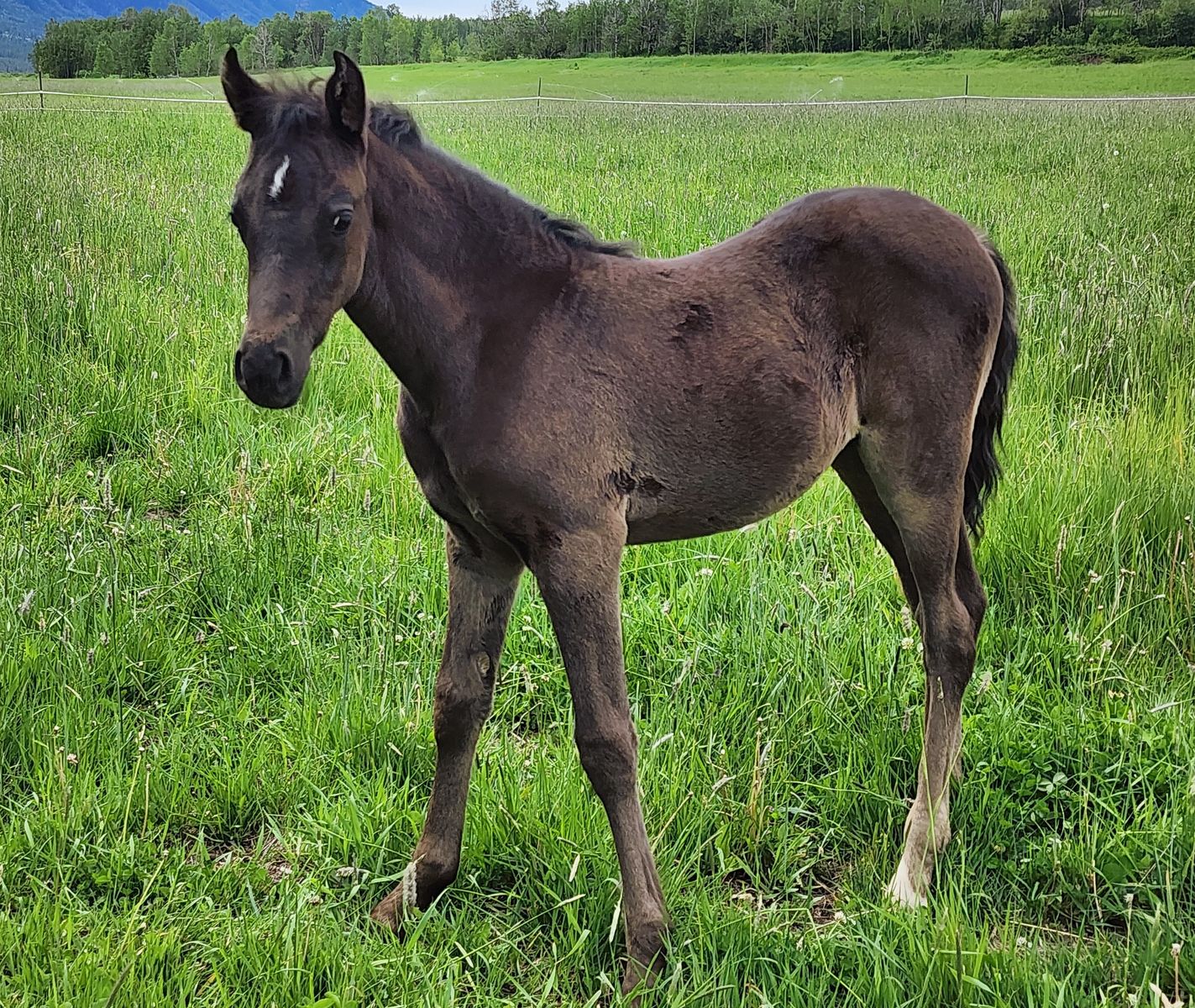 2026 foxtrotter / arabian filly