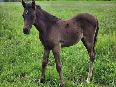 2026 foxtrotter / arabian filly