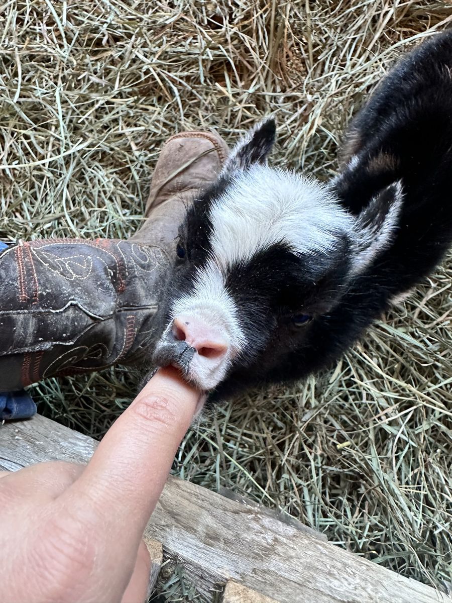 Nigerian Dwarf Bottle Bucklings