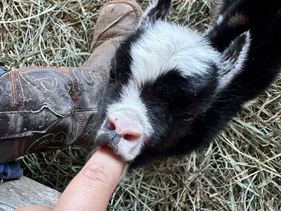 Nigerian Dwarf Bottle Bucklings