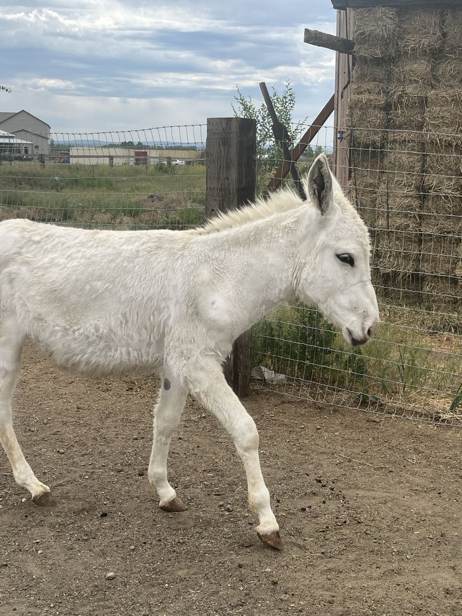 Weanling Standard Jack