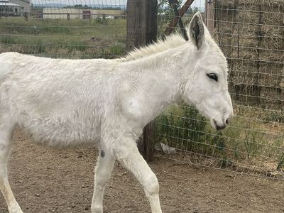 Weanling Standard Jack