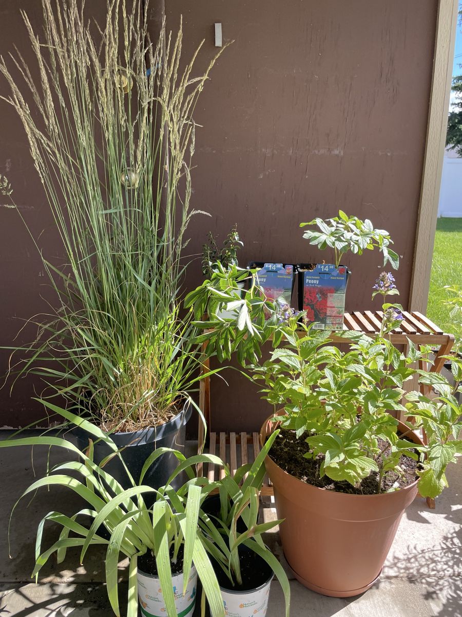 Hardy Perennial Live Plants-Peony, Iris, Catmint, Feather Reed Grass