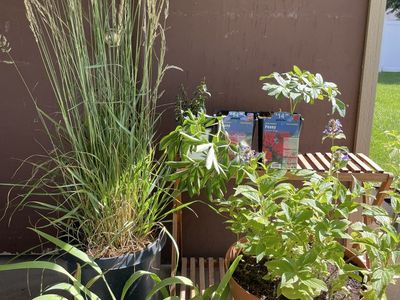 Hardy Perennial Live Plants-Peony, Iris, Catmint, Feather Reed Grass