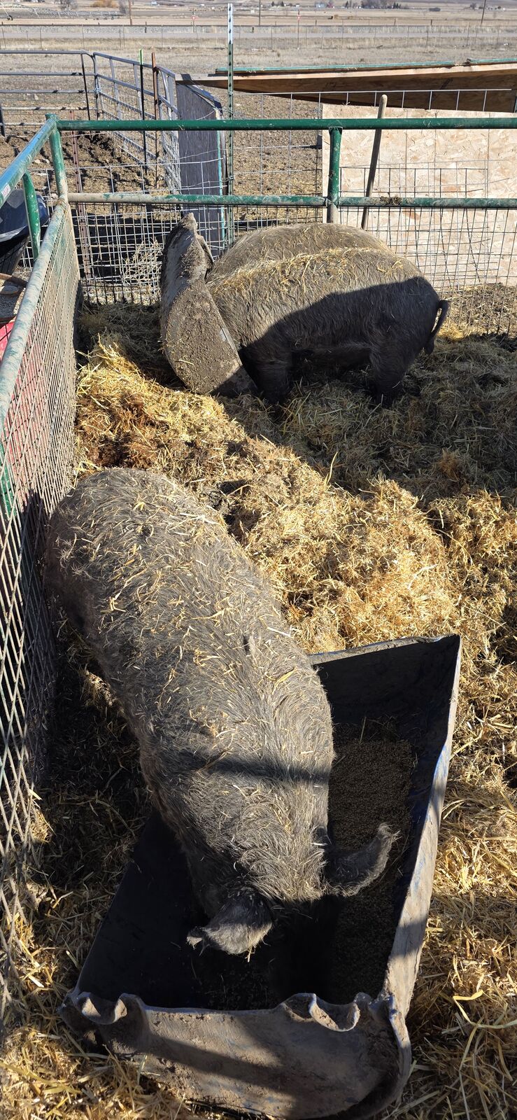 Berkshire X Mangalitsa meat