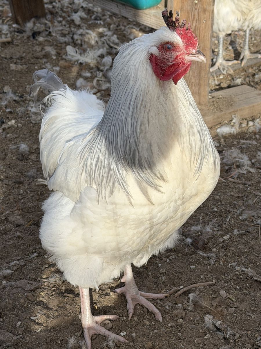 Coronation Sussex Roosters - RARE Breed