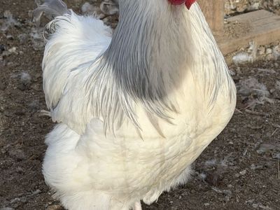 Coronation Sussex Roosters - RARE Breed