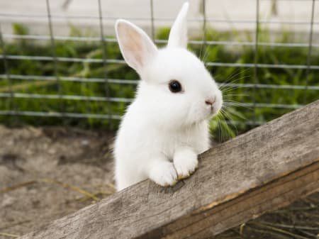 feeder rabbits