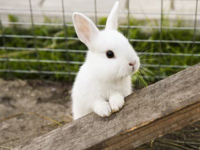 feeder rabbits