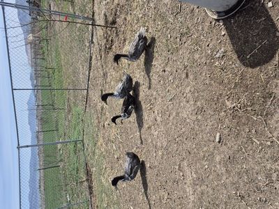 Drakes! pom pom ducks! 3 brothers