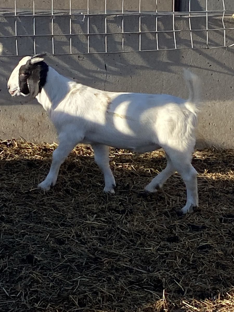 Boer Buckling 