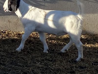 Boer Buckling