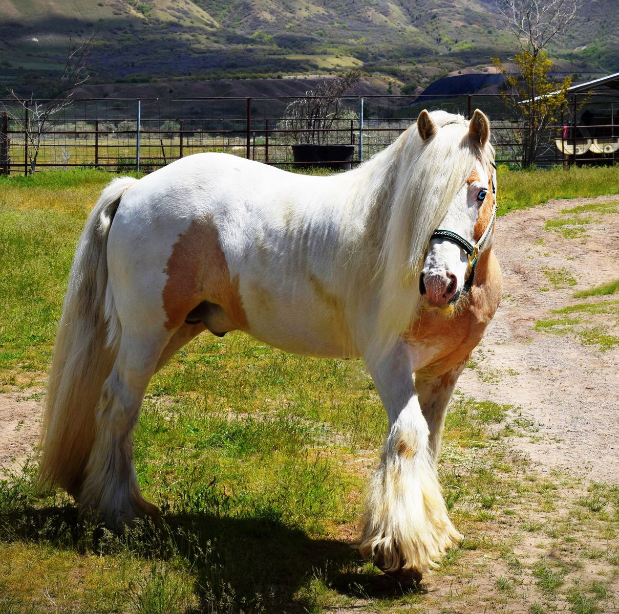 Gypsy Horse Stud Service