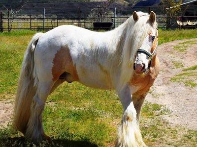 Gypsy Horse Stud Service