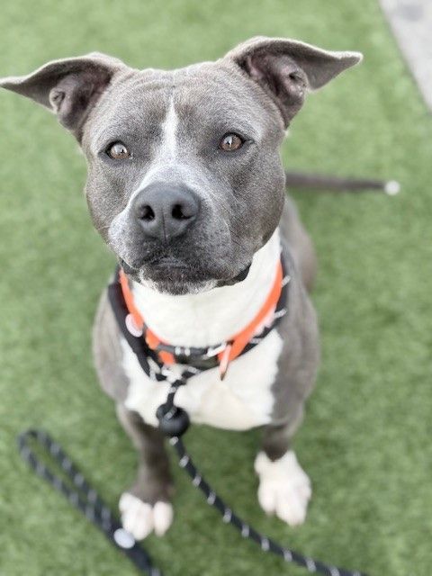 A160288 Moshi is Available for Adoption!