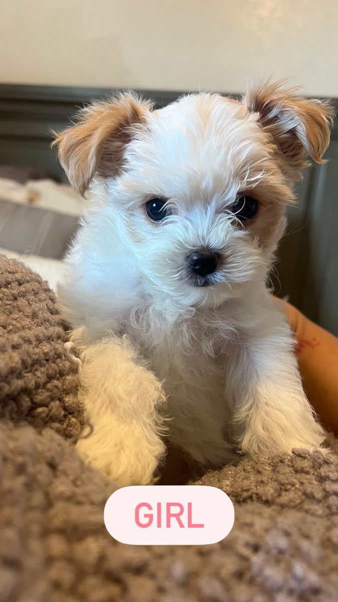 Yorkie Poo Puppies