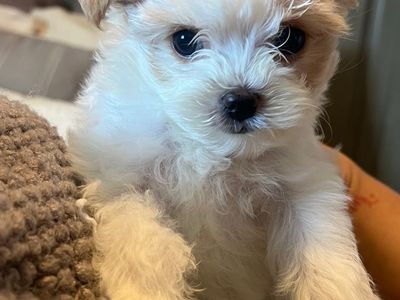 Yorkie Poo Puppies