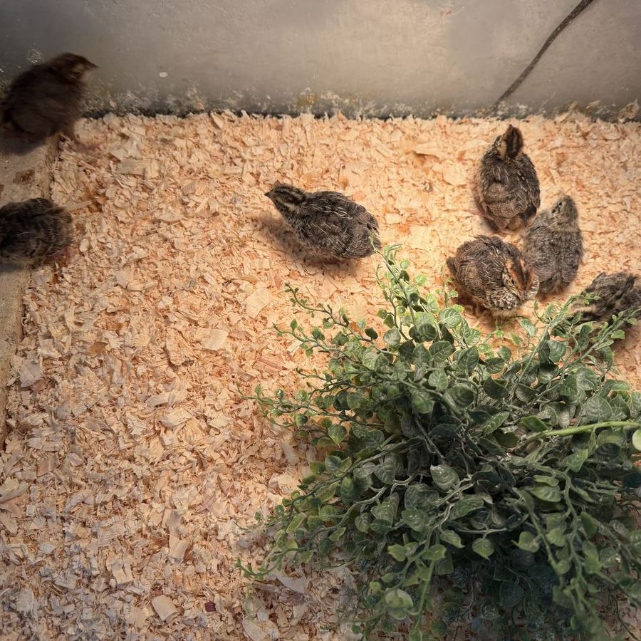 Coturnix Quail Chicks