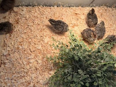Coturnix Quail Chicks