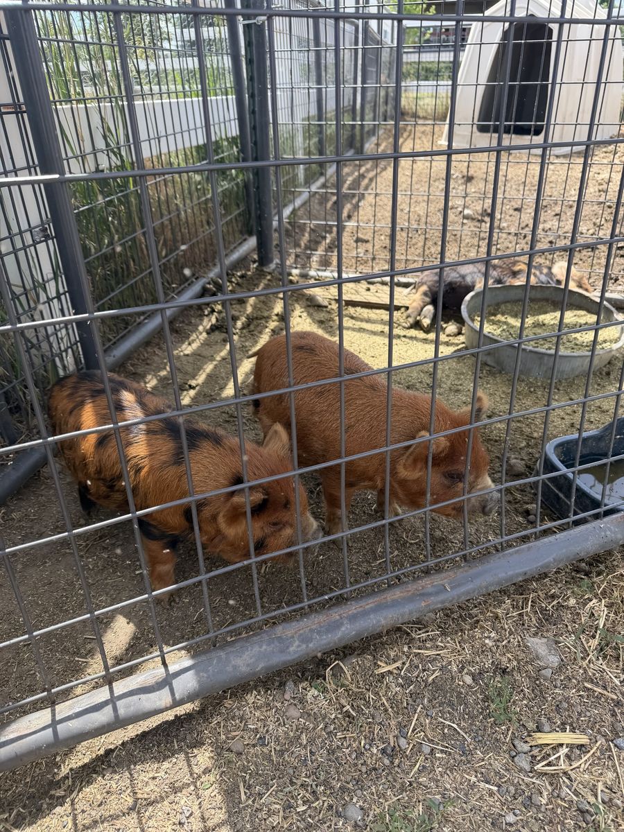 Kune Kune