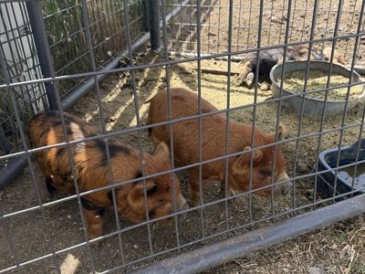 Kune Kune