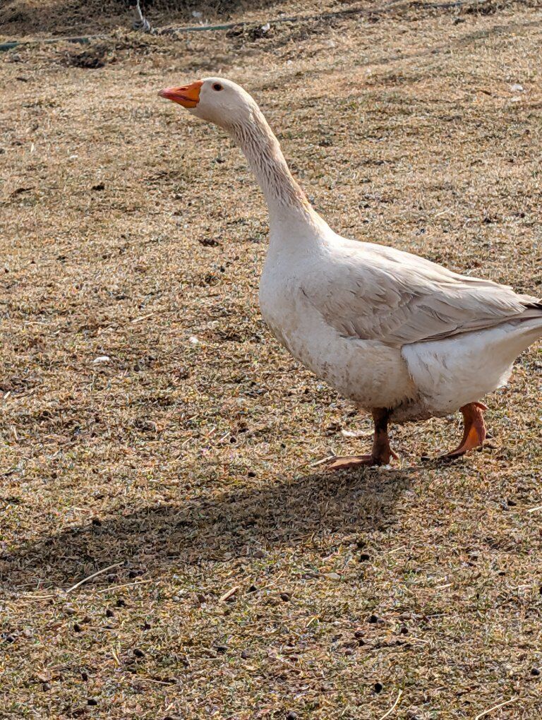 American buff goose