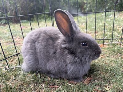 Help! We have too many bunnies! Roxy was not a girl!