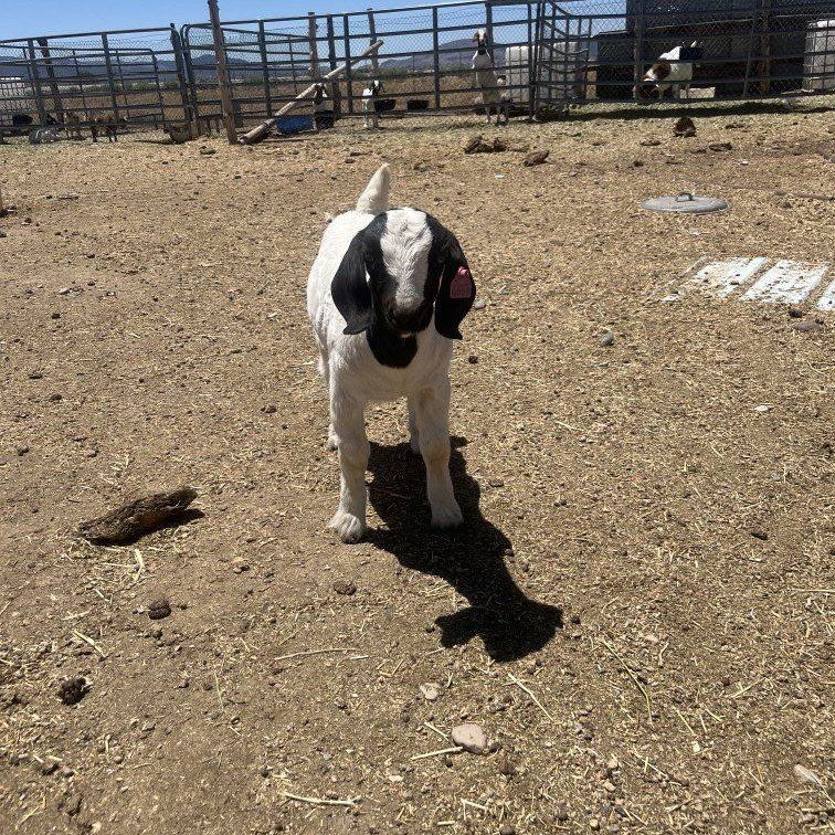 Boer Buckling