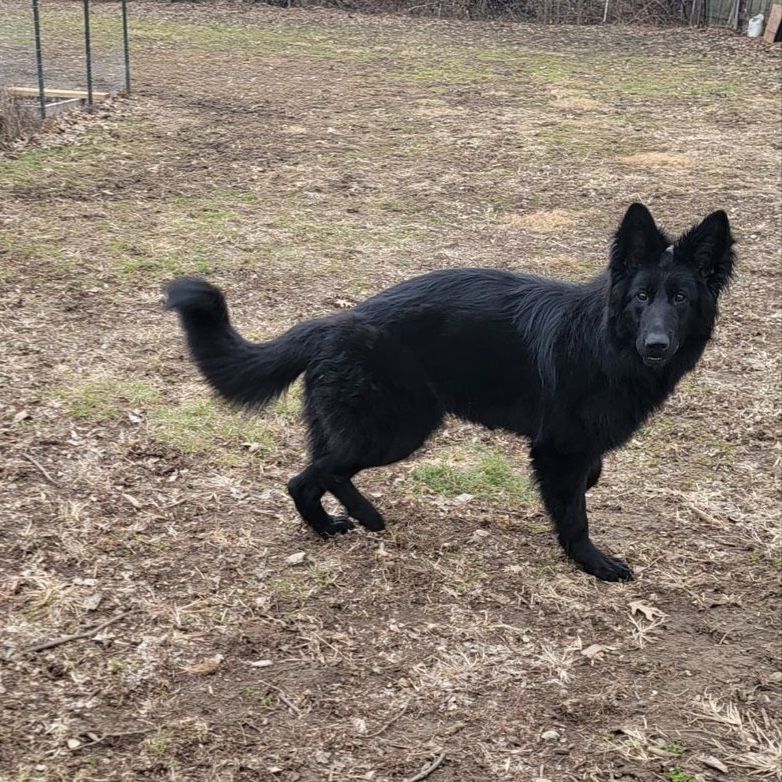 AKC German Shepherd Young Female Imported Lines