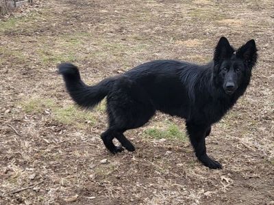 AKC German Shepherd Young Female Imported Lines