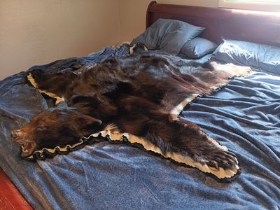Beautiful bear rug