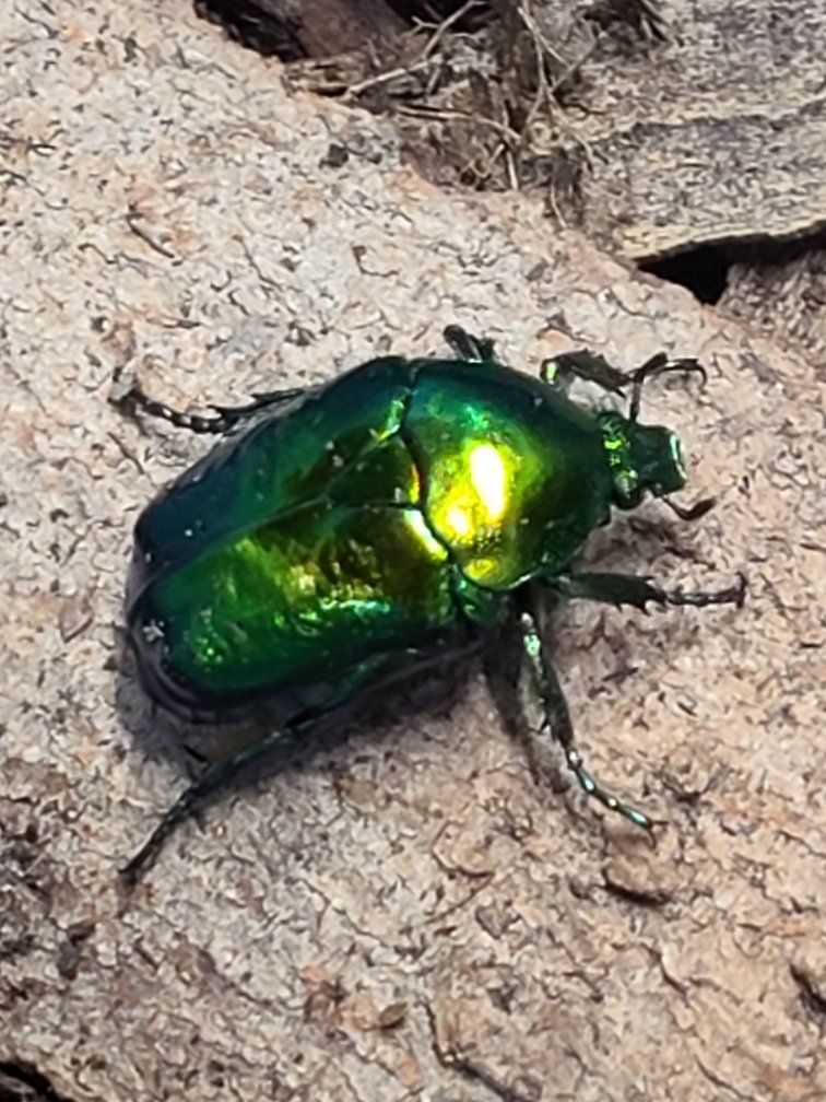 Protaetia speciosissima Beetle Grubs