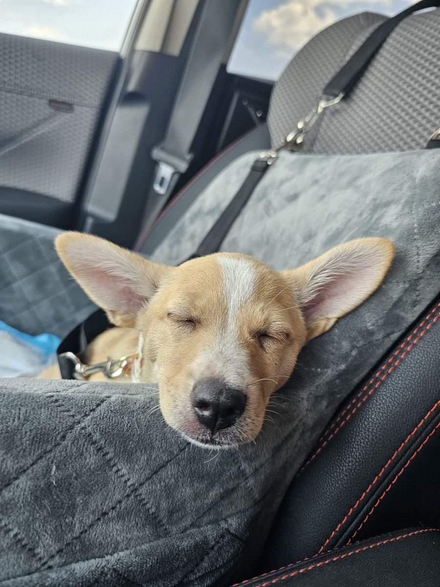 Looking to rehome our sweet Chihuahua/Terrier.