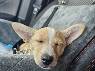 Looking to rehome our sweet Chihuahua/Terrier.