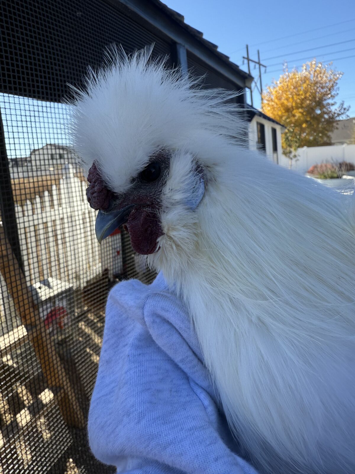 Beautiful white Silkie Rooster