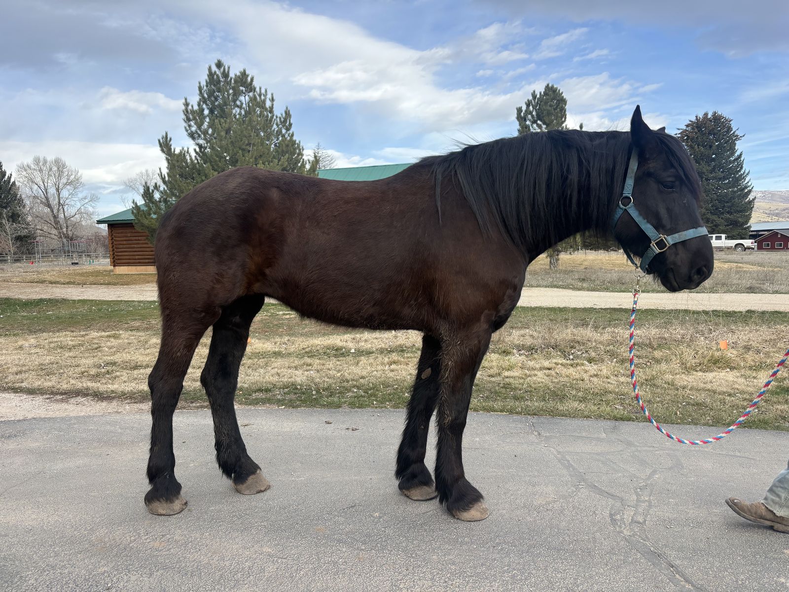 6 YO Registered Percheron Mare