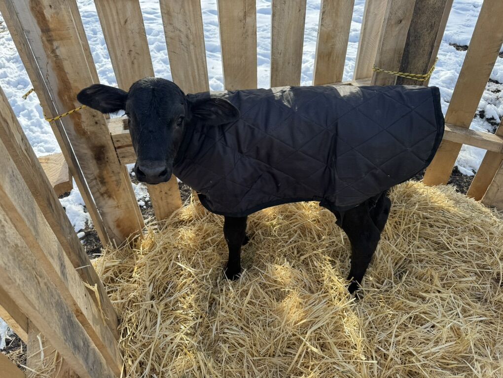 Bottle Calf 3 days old