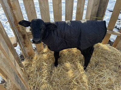 Bottle Calf 3 days old