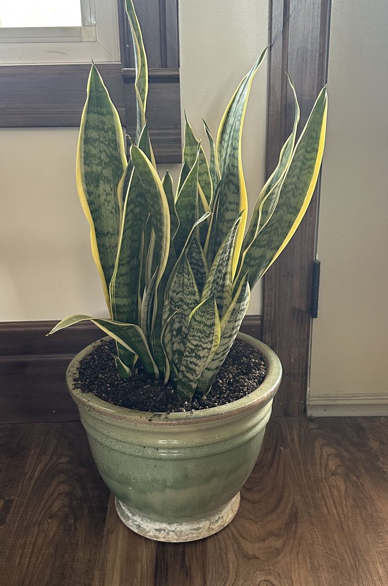 LARGE SNAKE PLANT
