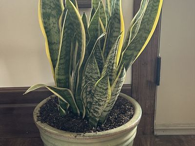 LARGE SNAKE PLANT