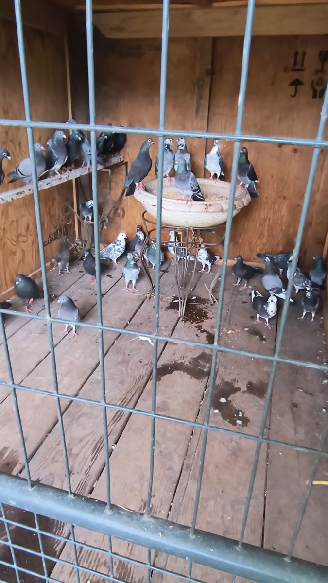 PIGEONS FOR SALE